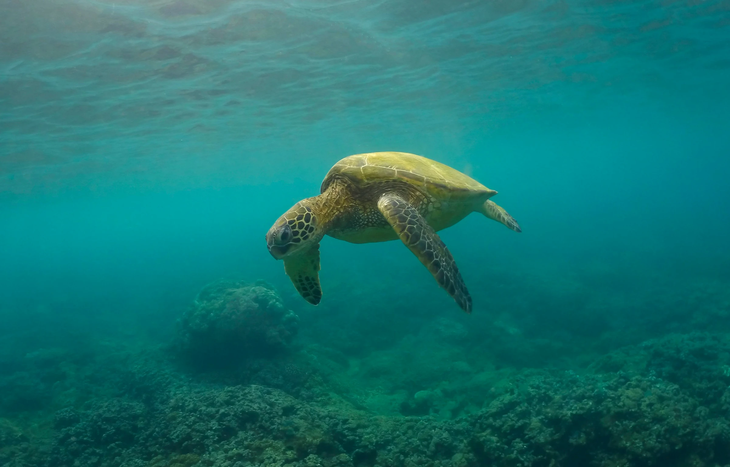 a green sea turtle swims over the ocean floor