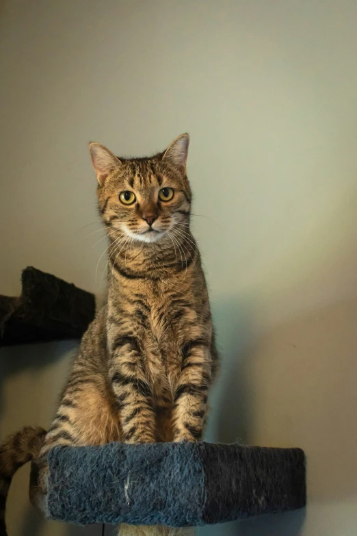 a striped cat sitting on a blue pole