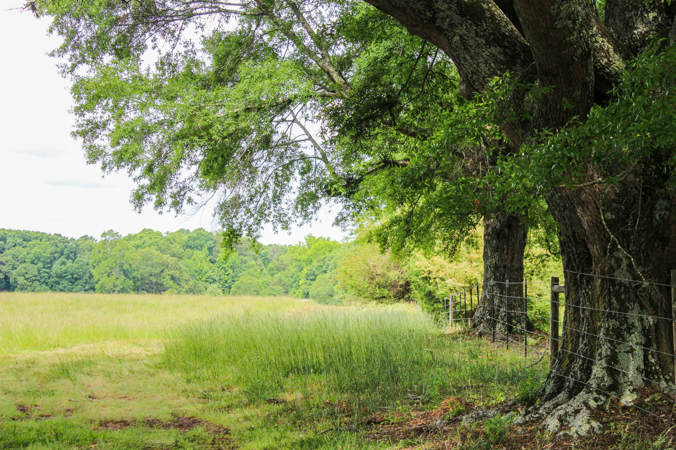 a green field with a fence and large tree