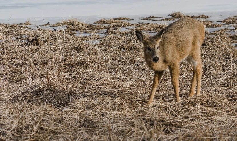 a small animal standing in some dry grass