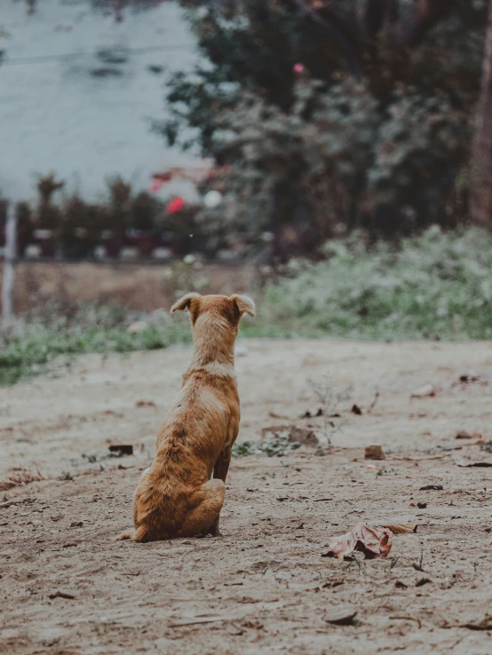 there is a dog sitting in the dirt