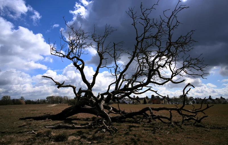 a large barren tree with the sun low in the sky