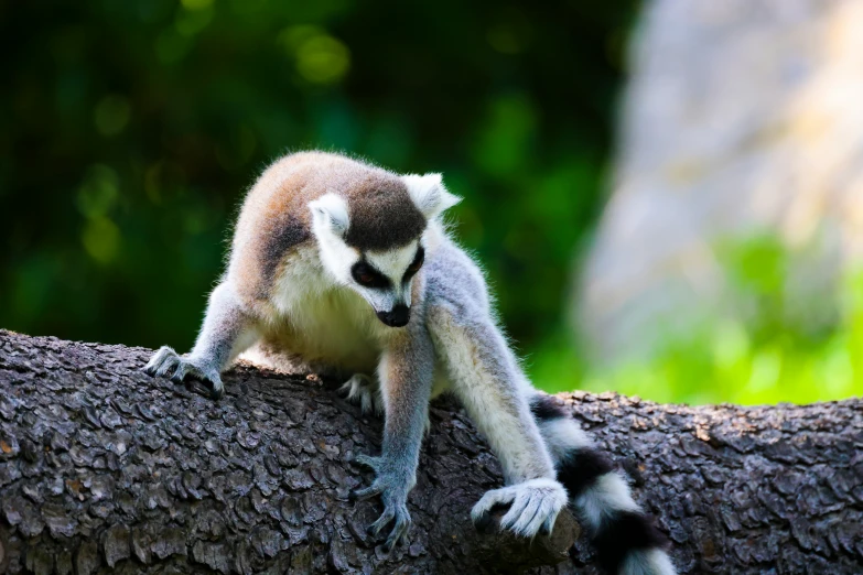 a small monkey sitting on top of a tree nch