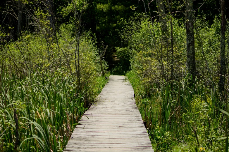 a wooden pathway in a forest filled with tall grass