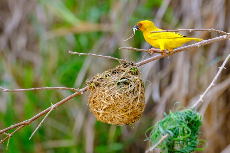 a bird is perched on a nch with its mouth open