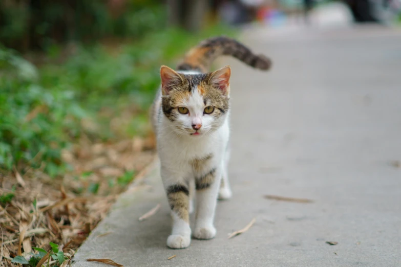 a cat walking down the sidewalk with it's eyes open