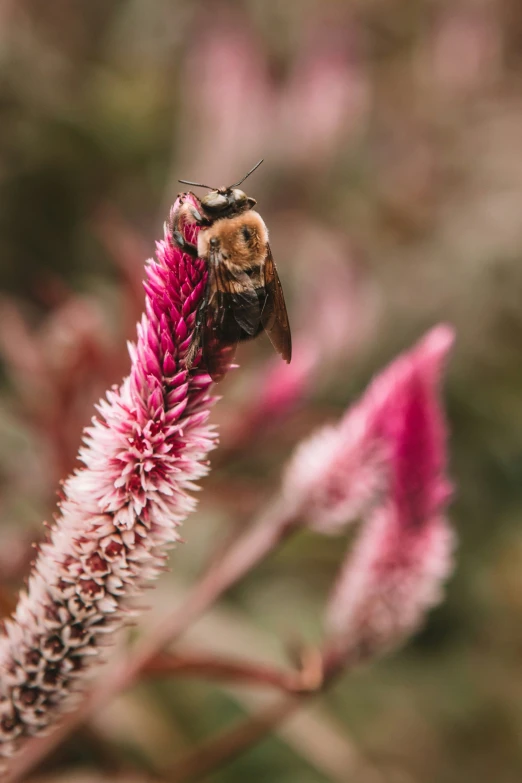 the bee is sitting on a pink flower