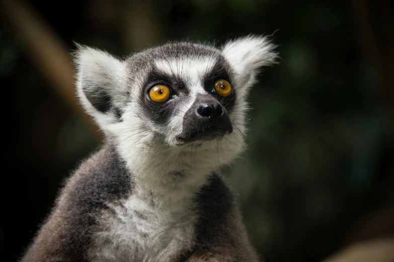 the small lemur has very bright yellow eyes