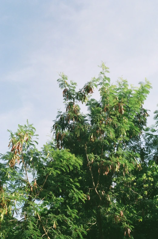 a bird that is standing in the grass