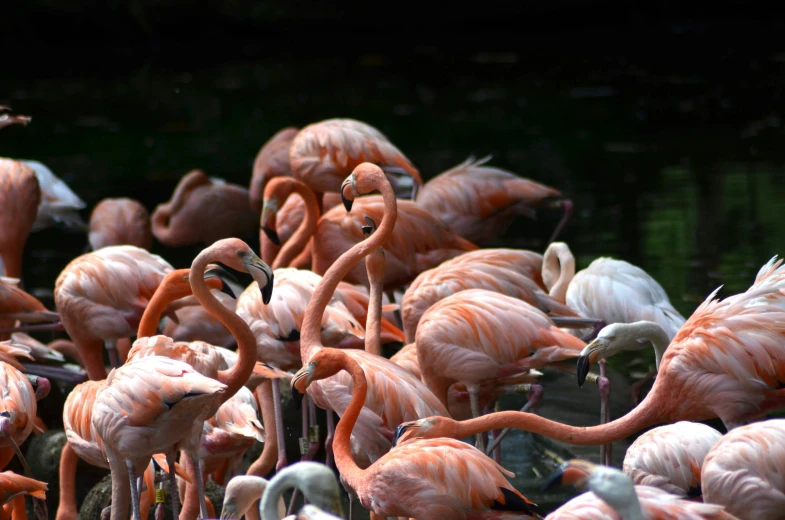 a herd of flamingos are standing in an outdoor pool