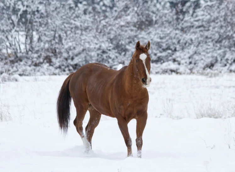 a horse standing in a field of snow