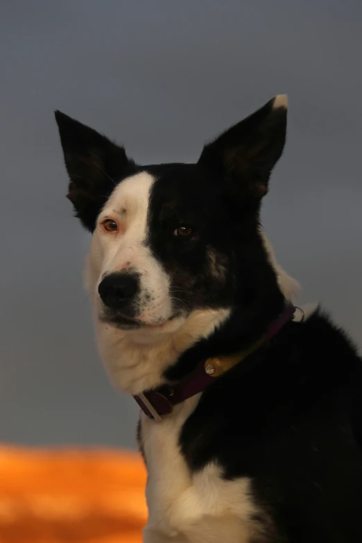 a dog is standing in front of a sunset