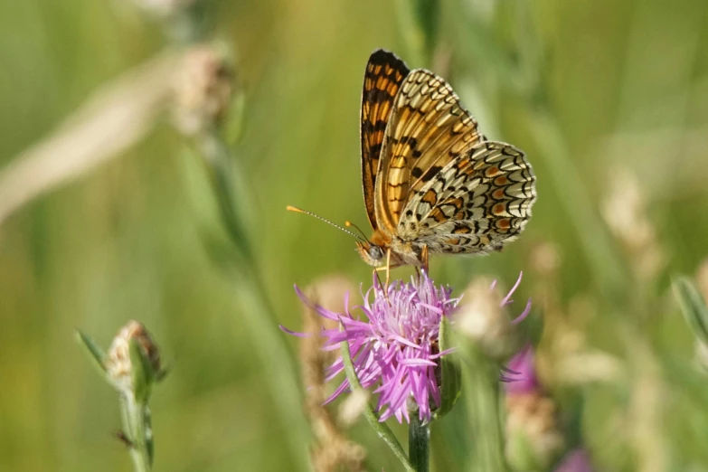 a small brown and black erfly on a pink flower