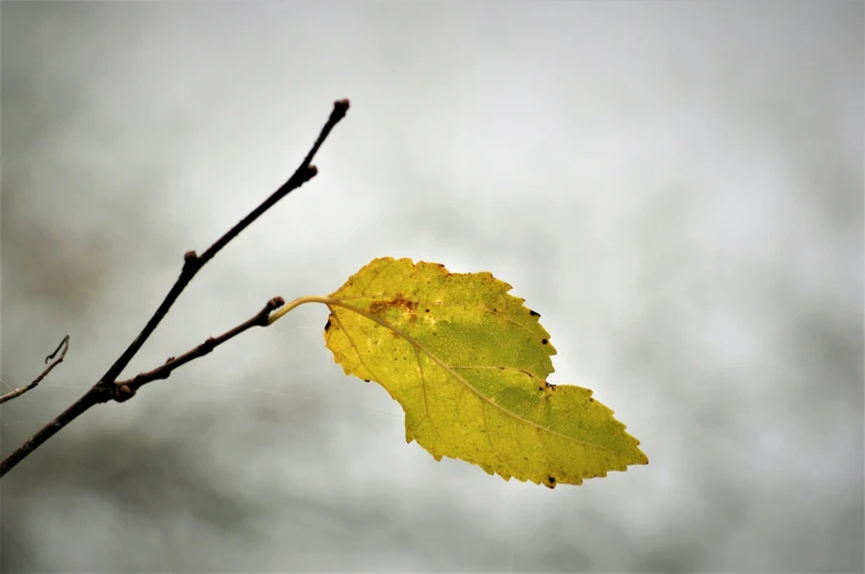 the leaf is attached to a limb with brown leaves