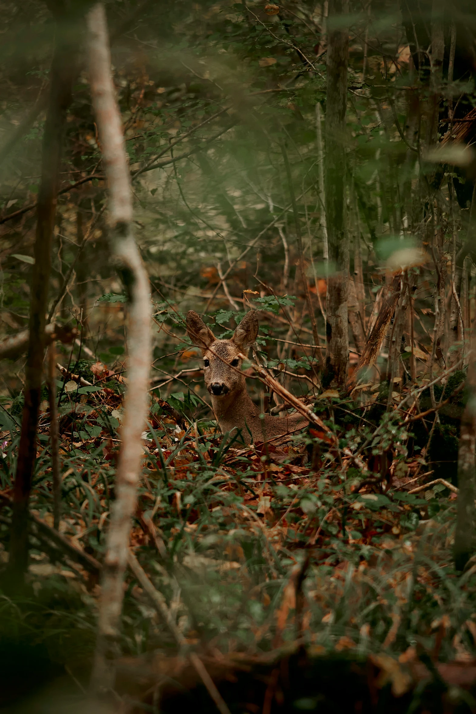 the small cub is in the jungle looking down