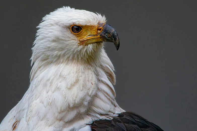 close up view of a white and brown eagle's face