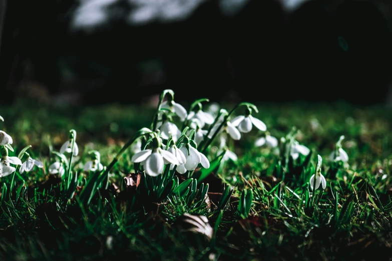 snowdrops laying on the grass and laying down