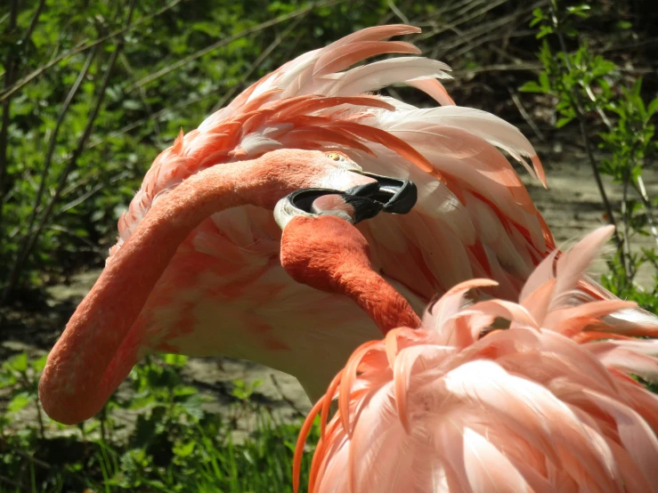 a close up po of an adult flamingo with very long necks