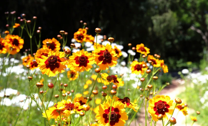 several yellow and red flowers are in the grass