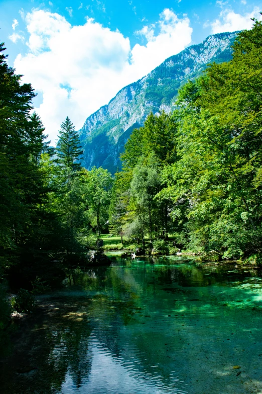 the calm river is surrounded by lush green trees