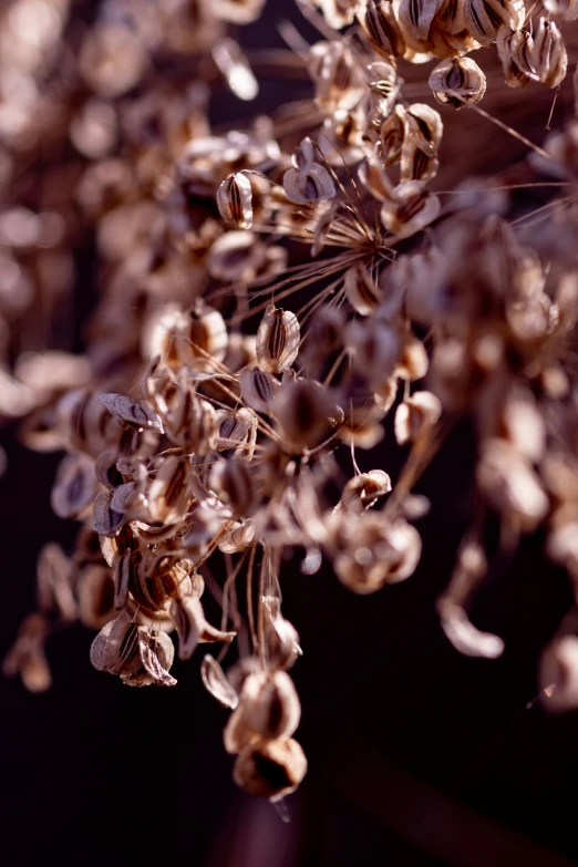 the plant is brown and has very small flowers