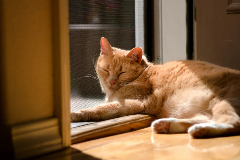 a orange tabby cat resting on the ground