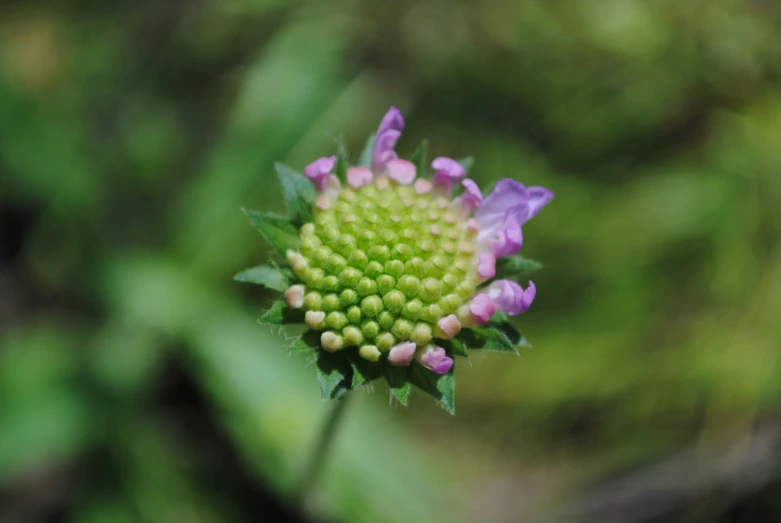 a flower sitting on top of a purple and green flower