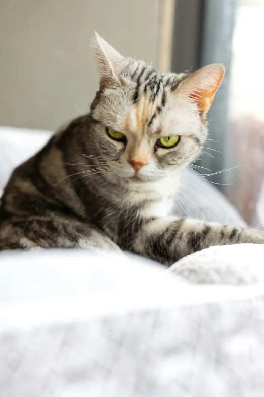 a striped cat laying on a bed and looking off to the side