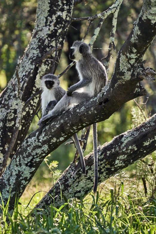 a couple of animals sit on top of a tree nch