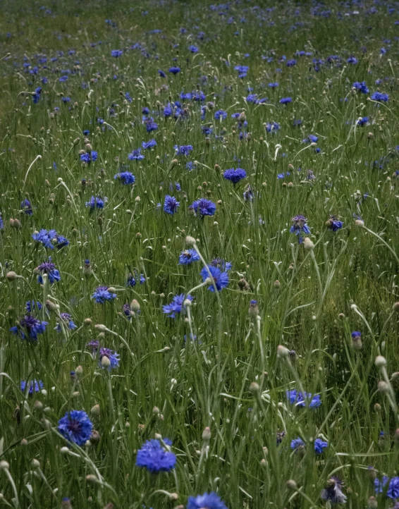 a red fire hydrant in a field full of purple flowers