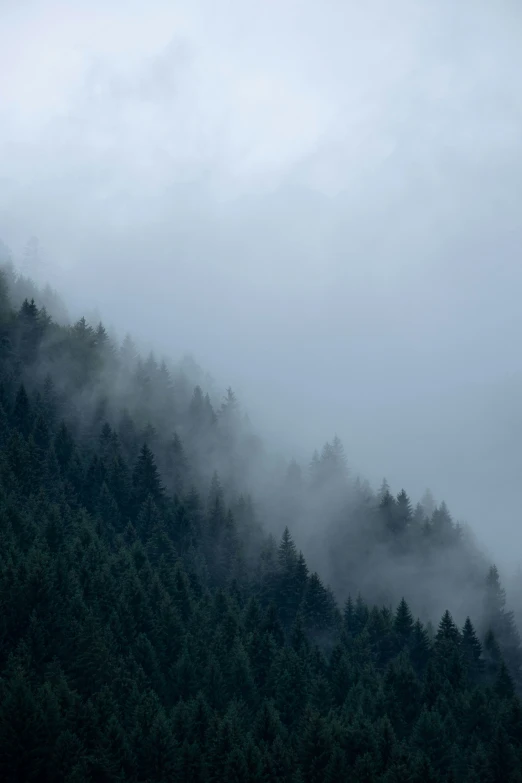 a hazy mountain with trees covered in fog