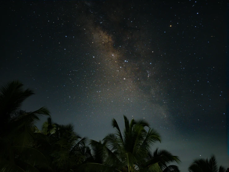 stars shine bright brightly above the silhouettes of trees