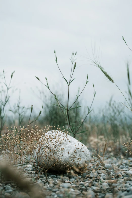 a small white rock sitting in the middle of a grassy area