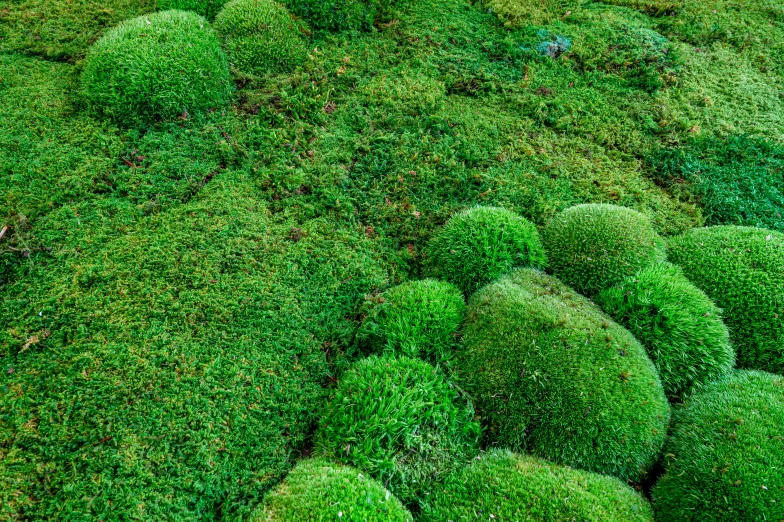 an aerial view of green plants growing in the grass