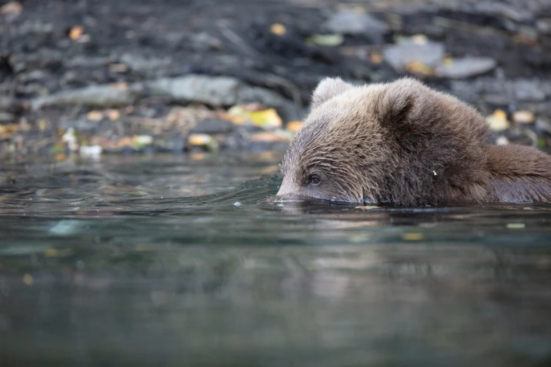 a bear is swimming in the water near the ground
