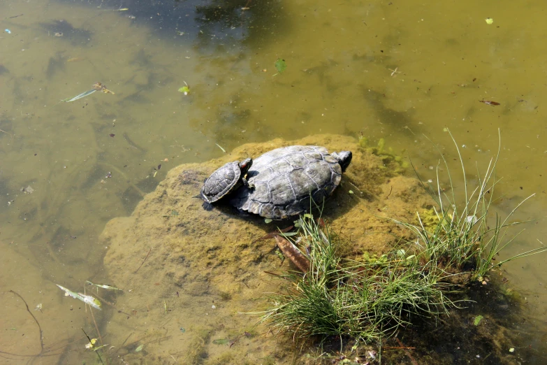 there is a dead turtle on a rock in the water