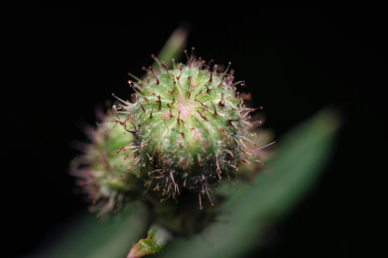 some kind of small plant on a black background