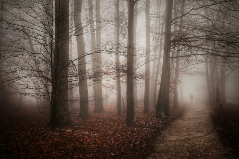 a foggy forest path with lots of trees on the side
