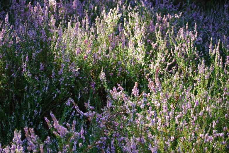 flowers and grass in the shade and in the light