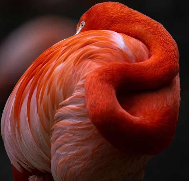 an orange colored bird is curled up