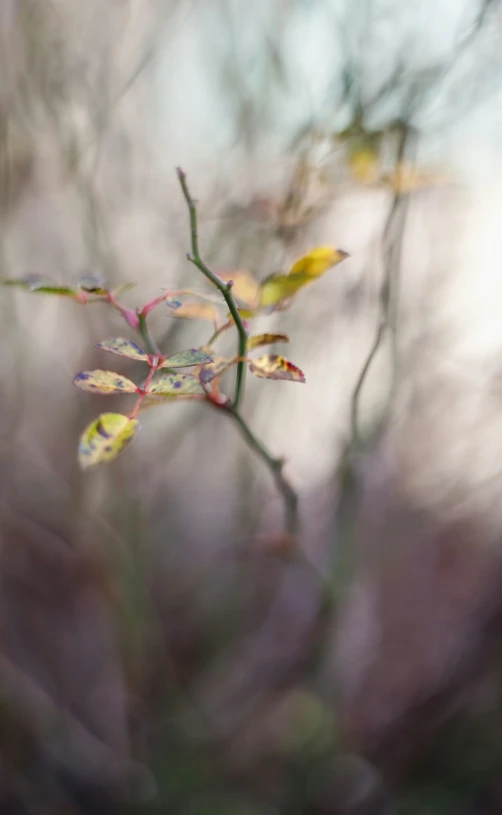 a nch with little leaves in the background