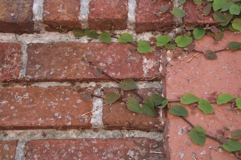 a small plant growing up against a brick wall