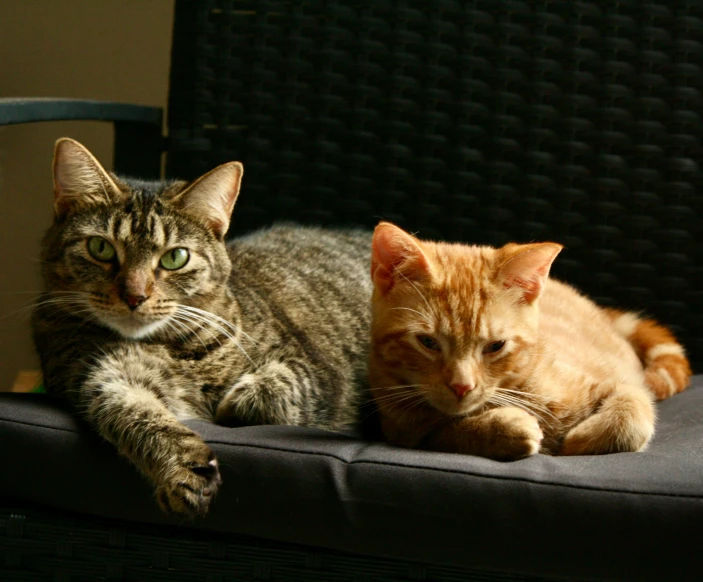 two cats are relaxing and cuddling in a chair