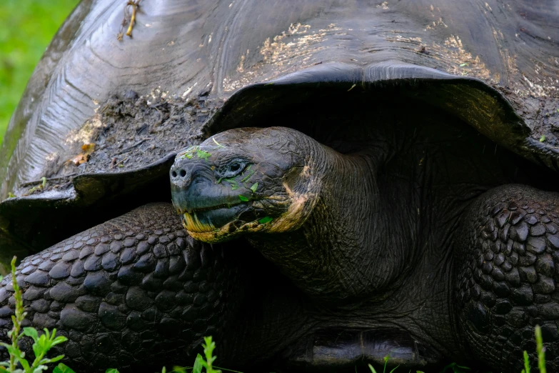 a close up of a large tortoise with grass