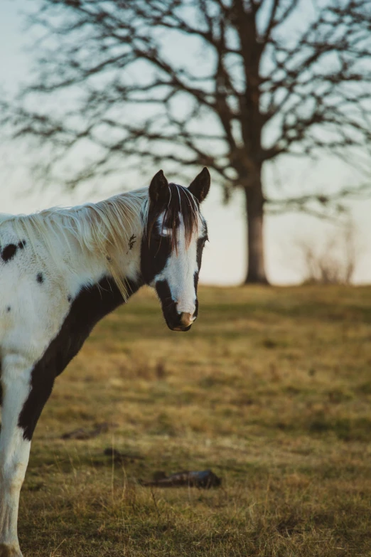 a white and black horse in a field next to a tree