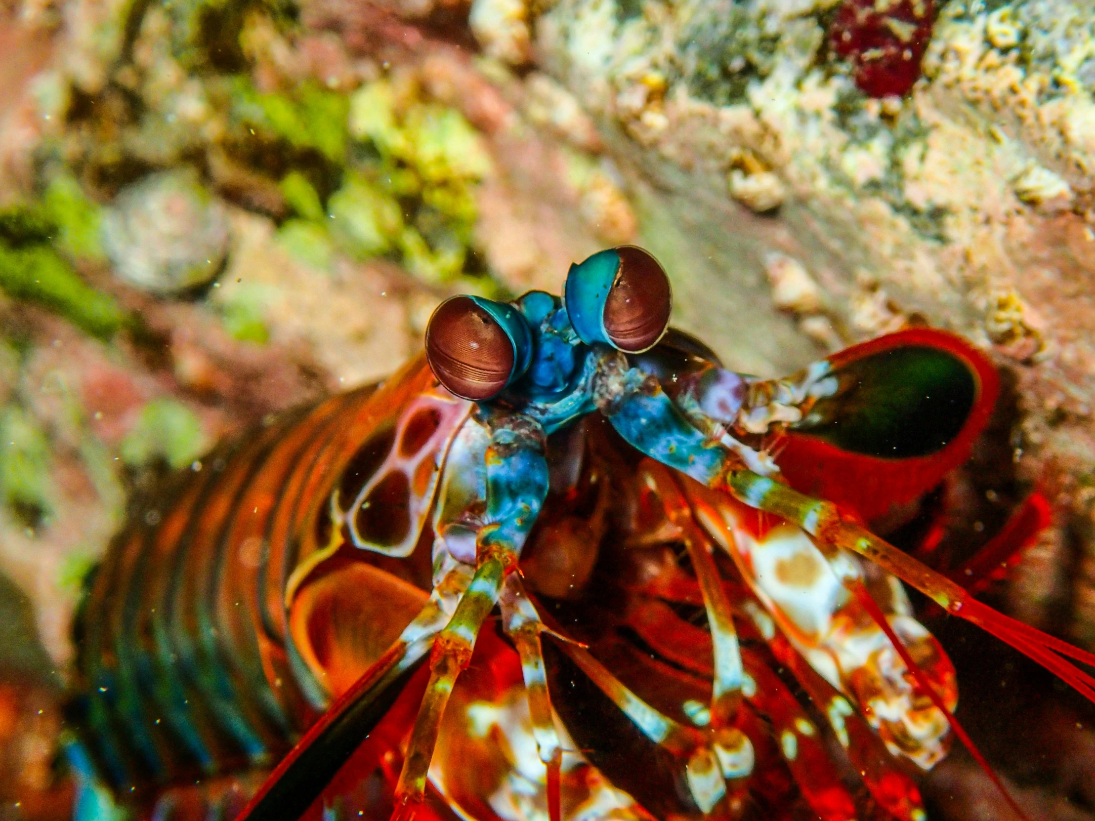 an orange and blue animal laying on a rock