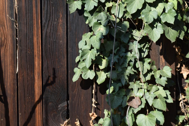 a vine hangs from a wood fence