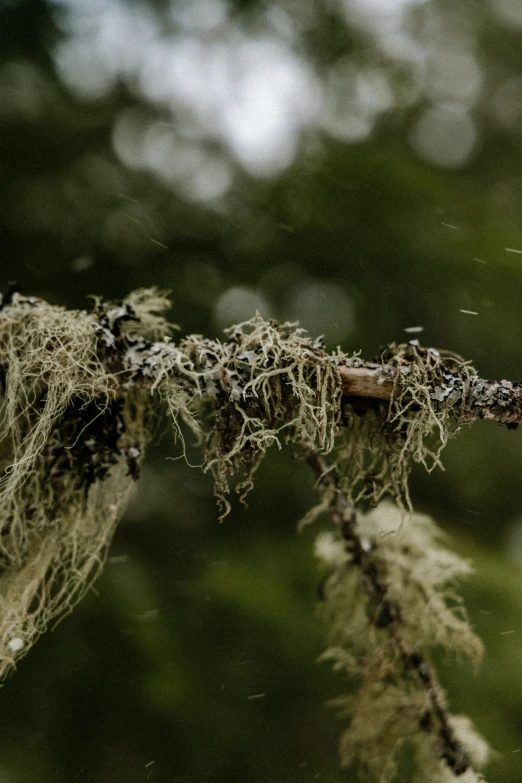 mossy tree nch with several white moss