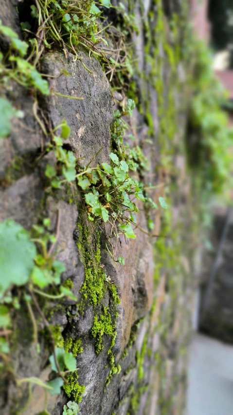 green plant growing on the side of a building