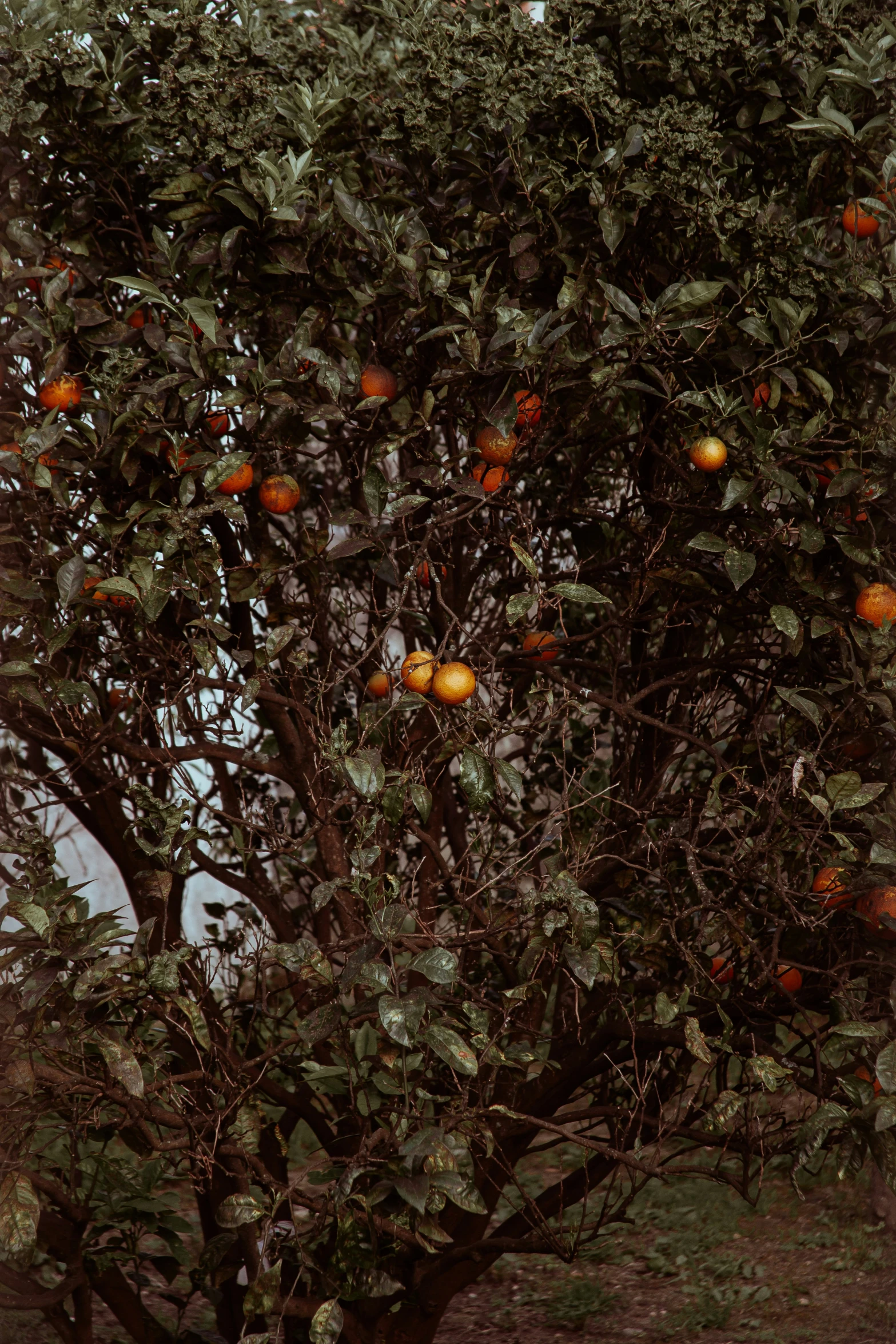 there are oranges on a tree outside in the sun